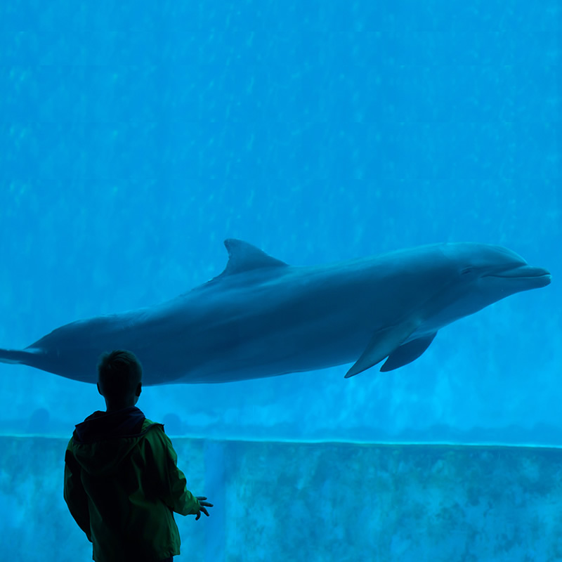 Un bambino di fronte ad una vasca con un delfino nell'acquario di Genova