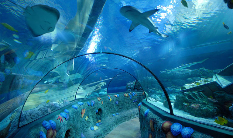 Il tunnel con gli squali nell'acquario di Gardaland