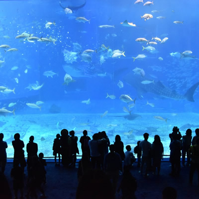 Pesci e persone all'interno dell'Acquario di Genova