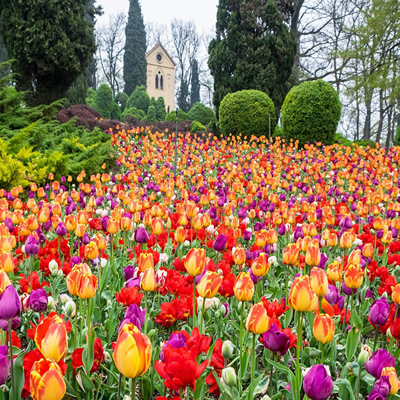 Tulipani fioriti nel Parco Giardino Sigurtà