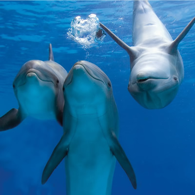 I delfini nel parco acquatico Oltremare
