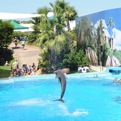 Un delfino che salta durante lo spettacolo al parco acquatico Zoomarine