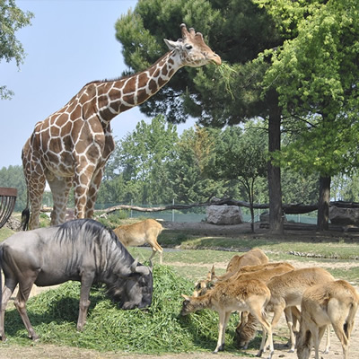 Animali nel safari di Parco Natura Viva
