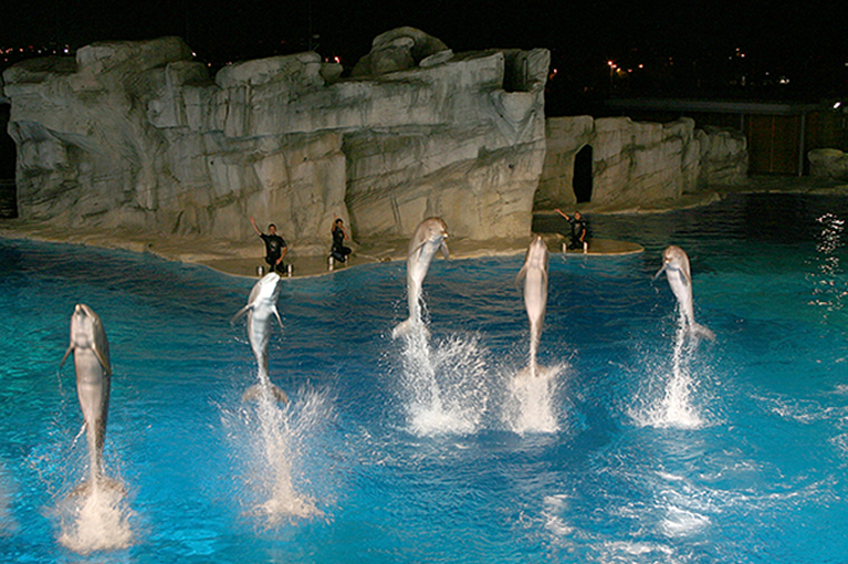 I delfini in uno spettacolo notturno nel parco Oltremare