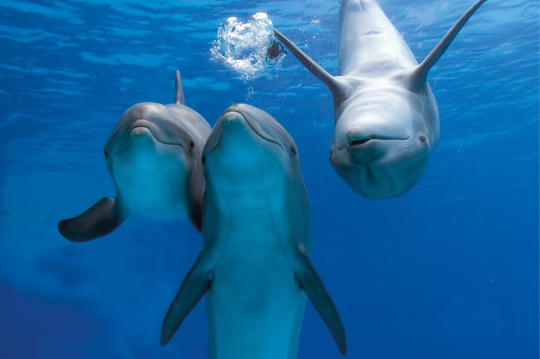 I delfini nel parco Oltremare