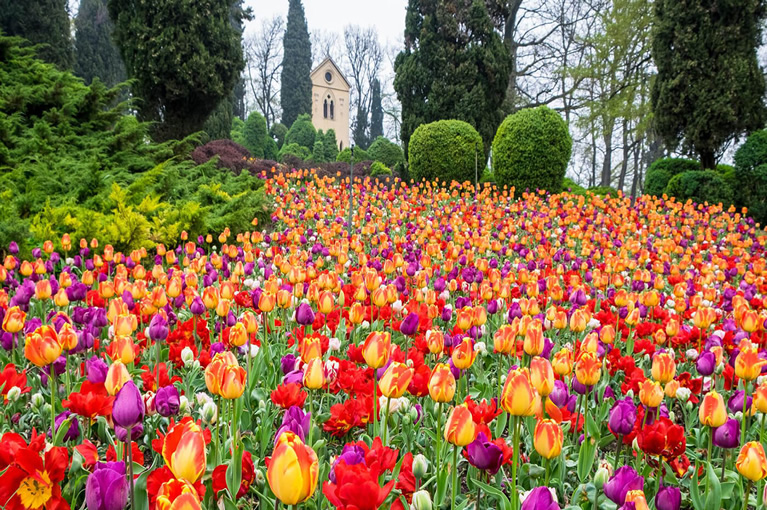 I tulipani al Parco Sigurtà