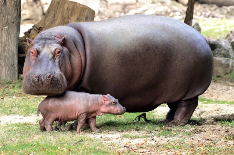Animali al Parco Natura Viva vicino al lago di Garda