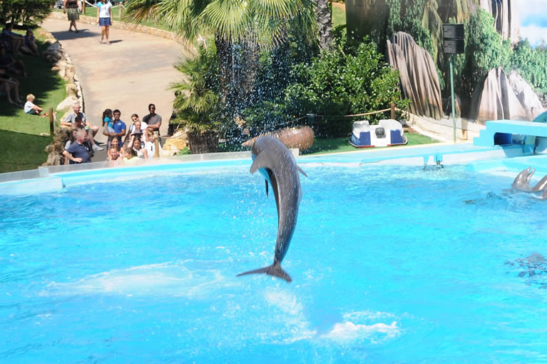 Un delfino che salta nella piscina del parco acquatico Zoomarine vicino Roma